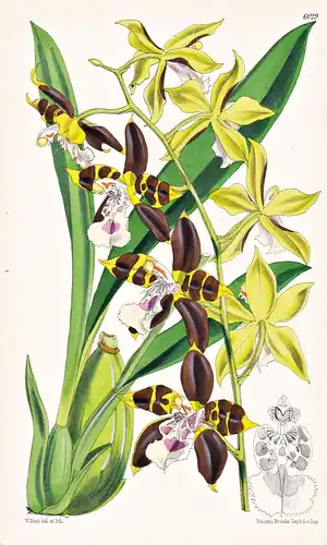 Odontoglossum Tripudians. Tab. 6029 - Peru / Orchidee orchid / Pflanze Planzen plant plants / flower flowers B