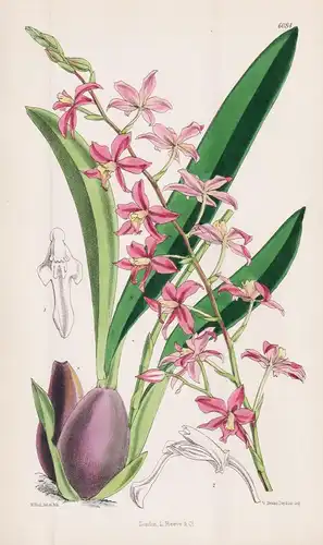 Odontoglossum roseum. Tab. 6084 - Peru / Orchidee orchid / Pflanze Planzen plant plants / flower flowers Blume
