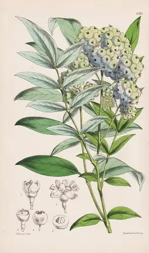 Panax sambucifolius. Tab. 6093 - New South Wales Australia Australien / Pflanze Planzen plant plants / flower