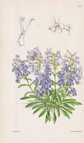 Pentstemon humilis. Tab. 6122 - America Amerika / Pflanze Planzen plant plants / flower flowers Blume Blumen /