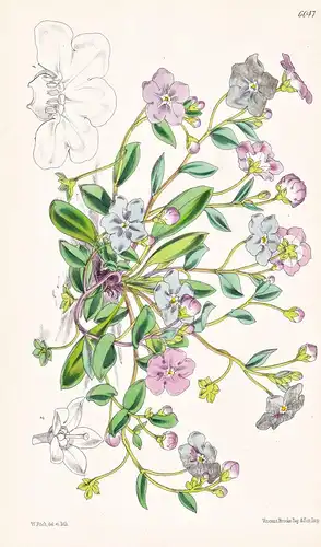 Omphalodes Luciliae. Tab. 6047 - Asia Minor / Pflanze Planzen plant plants / flower flowers Blume Blumen / bot