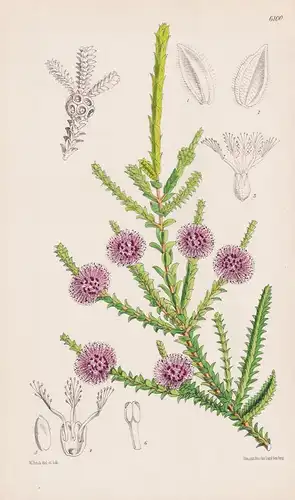 Regelia ciliata. Tab. 6100 - Australia Australien / Pflanze Planzen plant plants / flower flowers Blume Blumen