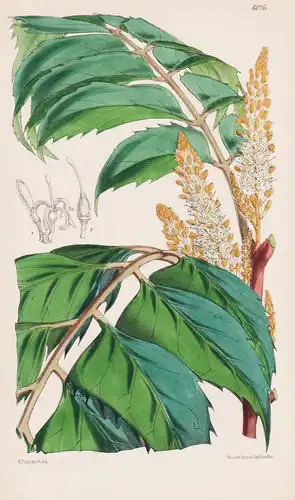 Rhopala Pohlii. Tab. 6095 - Brazil Brasilien Brasil / Pflanze Planzen plant plants / flower flowers Blume Blum