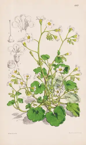 Romanzoffia sitchensis. Tab. 6109 - North America Nordamerika / Pflanze Planzen plant plants / flower flowers
