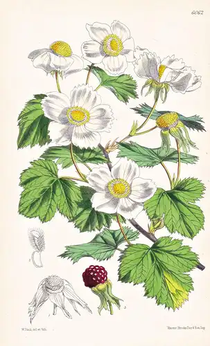 Rubus Deliciosus. Tab. 6062 - Rocky Mountains / Pflanze Planzen plant plants / flower flowers Blume Blumen / b