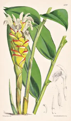 Zingiber Parshii. Tab. 6019 - Myanmar / Pflanze Planzen plant plants / flower flowers Blume Blumen / botanical
