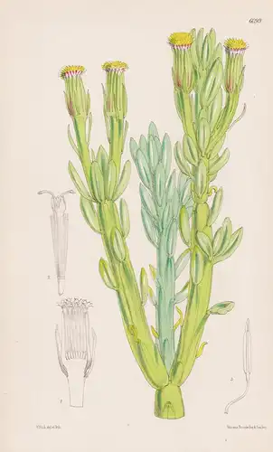 Senecio (kleinia) anteuphordium. Tab. 6099 - South Africa Südafrika / Pflanze Planzen plant plants / flower fl