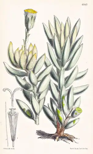 Senecio (Kleinia) Haworthii. Tab. 6063 - South Africa Südafrika / Pflanze Planzen plant plants / flower flower
