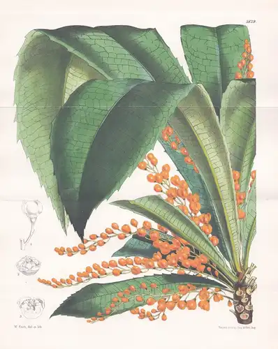 Clavija Macrophylla. Large-leaved Clavija. Tab. 5829 - Brasil Brazil Brasilien / Pflanze Planzen plant plants