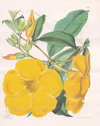 Allamanda Nobilis. Noble Allamanda. Tab. 5764 - Brasil Brazil Brasilien Venezuela / Pflanze Planzen plant plan