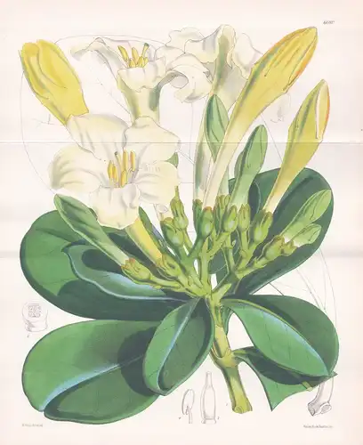 Fragaea Zeylanica. Tab. 6080 - Sri Lanka / Pflanze Planzen plant plants / flower flowers Blume Blumen / botani