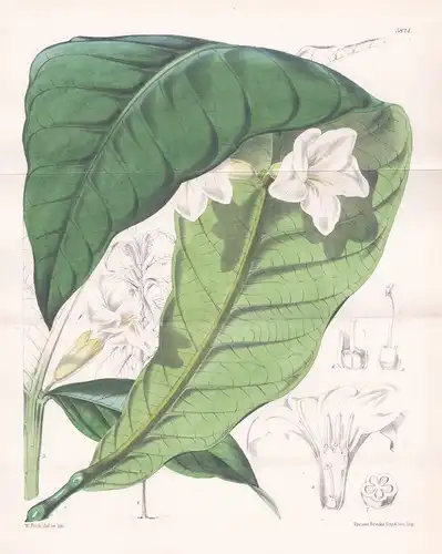 Erythrochiton Hypophyllanthus. Linden's Erythrochiton. Tab. 5824 - Pflanze Planzen plant plants / flower flowe