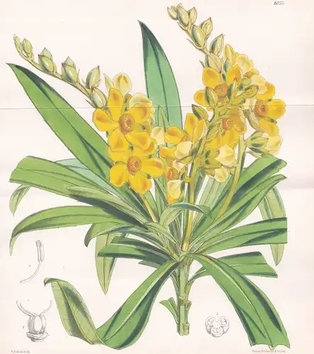 Hibbertia Baudouinii. Tab. 6053 - New Caledonia / Pflanze Planzen plant plants / flower flowers Blume Blumen /