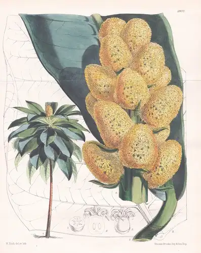 Meryta Latifolia. Tab. 5932 - Norfolk Island / Pflanze Planzen plant plants / flower flowers Blume Blumen / bo