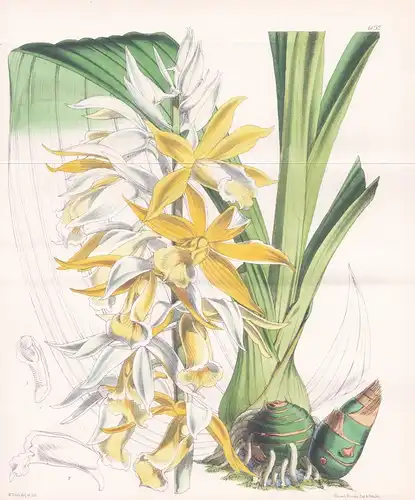 Phajus Blumei var. Bernaysii. Tab. 6032 - Queensland / Orchidee orchid / Pflanze Planzen plant plants / flower