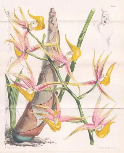 Mormodes Colossus. Large-flowered Mormodes. Tab. 5840 - Pflanze Planzen plant plants / flower flowers Blume Bl