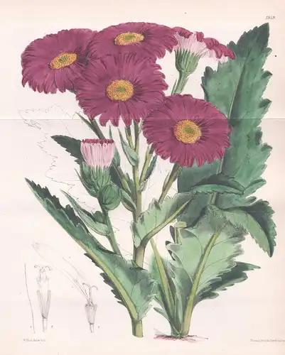 Senecio Pulcher. Tab. 5959 - Uruguay / Pflanze Planzen plant plants / flower flowers Blume Blumen / botanical