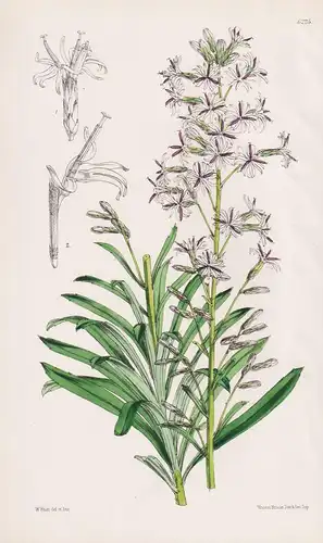 Ainsliaea Walkeri. Tab. 6225 - Hong-Kong / Pflanze Planzen plant plants / flower flowers Blume Blumen / botani