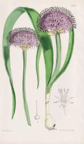 Allium Anceps. Tab. 6227 - California Kalifornien / Pflanze Planzen plant plants / flower flowers Blume Blumen