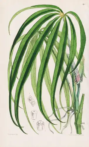 Anthurium Saundersii. Tab. 6218 - Brasil Brazil Brasilien / Pflanze Planzen plant plants / flower flowers Blum