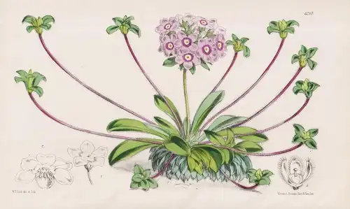 Androsace Sarmentosa. Tab. 6210 - Himalaya / Pflanze Planzen plant plants / flower flowers Blume Blumen / bota