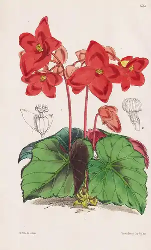 Begonia Davisii. Tab. 6252 - Peru / Pflanze Planzen plant plants / flower flowers Blume Blumen / botanical Bot