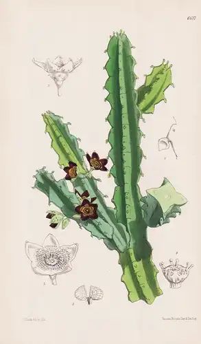 Boucerosia maroccana. Tab. 6137 - Marocco Marokko cactus Kaktus / Pflanze Planzen plant plants / flower flower