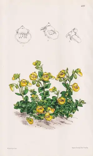Calceolaria Tenella. Tab. 6231 - Chile / Pflanze Planzen plant plants / flower flowers Blume Blumen / botanica