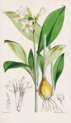 Calliphruria Hartwegiana. Tab. 6259 - New Granada Neugranada / Pflanze Planzen plant plants / flower flowers B