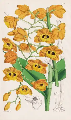 Dendrobium Fuscatum. Tab. 6226 - Himalaya / Pflanze Planzen plant plants / flower flowers Blume Blumen / botan