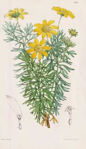 Gamolepis Euryopoides. Tab. 6249 - South Africa Südafrika / Pflanze Planzen plant plants / flower flowers Blum