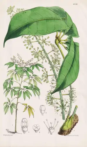 Heptaleurum Polybotryum. Tab. 6238 - Java / Pflanze Planzen plant plants / flower flowers Blume Blumen / botan