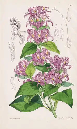 Hypoestres Aristata. Tab. 6224 - South Africa Südafrika / Pflanze Planzen plant plants / flower flowers Blume