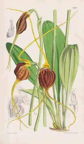 Masdevallia Ephippium. Tab. 6208 - New Granada Neugranada / Pflanze Planzen plant plants / flower flowers Blum