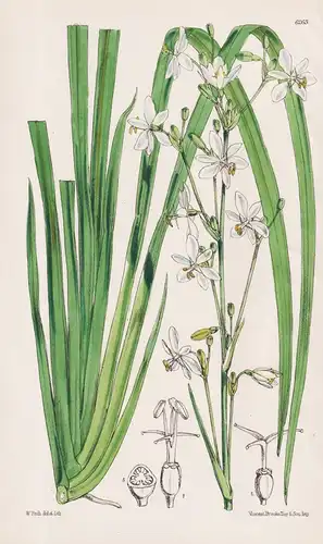 Libertia Paniculata. Tab. 6263 - Australia Australien / Pflanze Planzen plant plants / flower flowers Blume Bl
