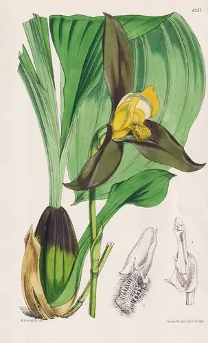 Lycaste Lasioglossa. Tab. 6251 - Guatemala / Orchidee orchid / Pflanze Planzen plant plants / flower flowers B