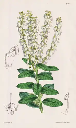 Leucothoe Davisiae. Tab. 6247 - California Kalifornien / Pflanze Planzen plant plants / flower flowers Blume B
