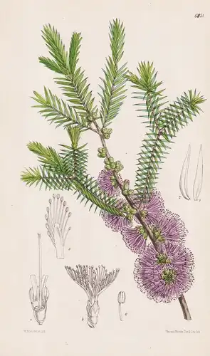 Melaleuca wilsoni. Tab. 6131 - Australia Australien / Pflanze Planzen plant plants / flower flowers Blume Blum