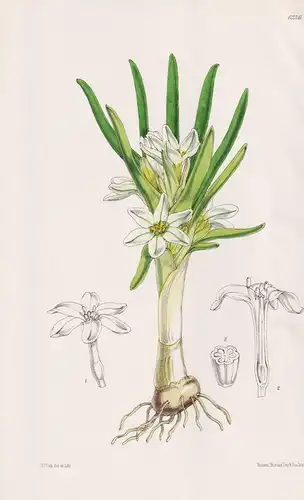 Milla Leichtlinii. Tab. 6236 - Anden / Pflanze Planzen plant plants / flower flowers Blume Blumen / botanical