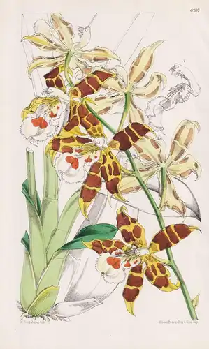 Odontoglossum Hallii. Tab. 6237 - Peru New Granada Neugranada / Pflanze Planzen plant plants / flower flowers