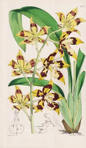 Odontoglossum Praenitens. Tab. 6229 - New Granada Neugranada / Orchidee orchid / Pflanze Planzen plant plants