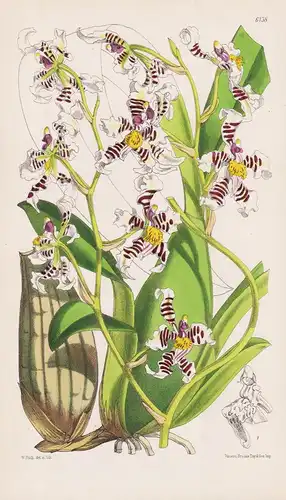 Oncidium zebrinum. Tab. 6138 - Venezuela / orchid Orchidee / Pflanze Planzen plant plants / flower flowers Blu