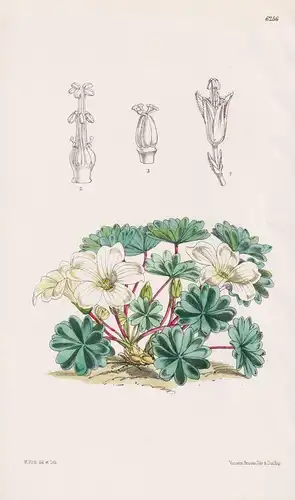 Oxalis Enneaphylla. Tab. 6256 - Falkland Islands / Pflanze Planzen plant plants / flower flowers Blume Blumen