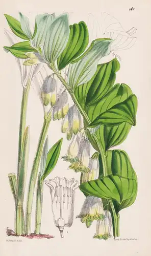 Polygonatum vulgare var. macranthum. Tab. 6133 - Japan / Pflanze Planzen plant plants / flower flowers Blume B