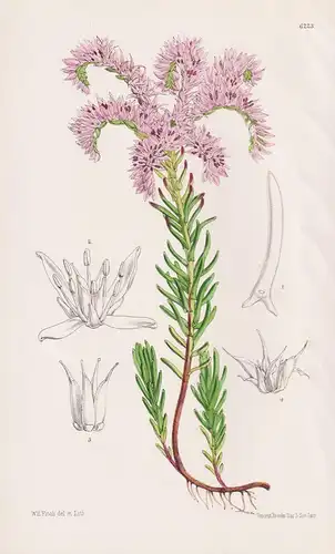 Sedum Pulchellum. Tab. 6223 - United States / Pflanze Planzen plant plants / flower flowers Blume Blumen / bot