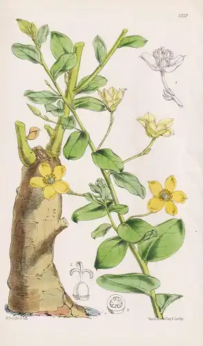 Talinum Arnotii. Tab. 6220 - South Africa Südafrika / Pflanze Planzen plant plants / flower flowers Blume Blum