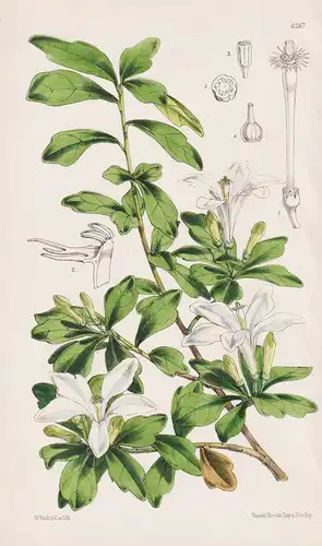 Turraea Obtusifolia. Tab. 6267 - South Africa Südafrika / Pflanze Planzen plant plants / flower flowers Blume