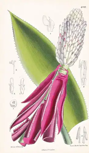 Aechmea mariae-reginae. Tab. 6441 - Costa Rica / Pflanze Planzen plant plants / flower flowers Blume Blumen /