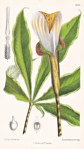 Arisaema nepenthoides. Tab. 6446 - Himalaya Asia Asien / Pflanze Planzen plant plants / flower flowers Blume B