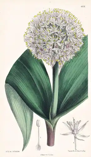 Allium karataviense. Tab. 6451 - Turkestan Kasachstan Asia Asien / Pflanze Planzen plant plants / flower flowe